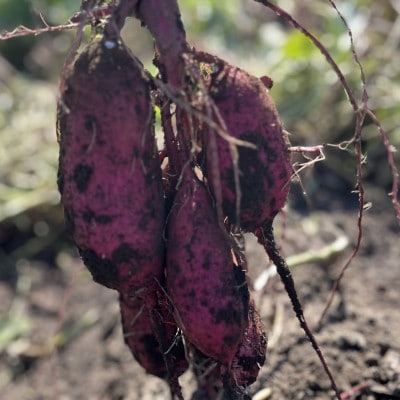 【先行受付・11月下旬〜発送】(訳あり)茨城県産 熟成貯蔵 さつまいも 紅はるか 土付5kg(箱込)【配送不可地域：離島・沖縄県】【1631626】