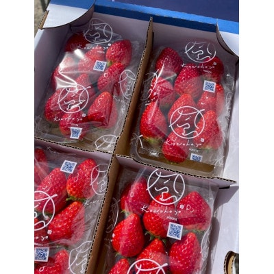 【2026年1月より順次発送予定】風早いちご園 とちおとめ レギュラー 250g×12パック【配送不可地域：離島・北海道・沖縄県】【1647795】