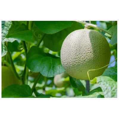 èšåçéŸç°åžç£ ã¢ãŒã«ã¹ã¡ãã³ 2.0kg以äžÃ1çãé
éäžå¯å°åïŒé¢å³¶ã»æ²çžçãã1644495ã