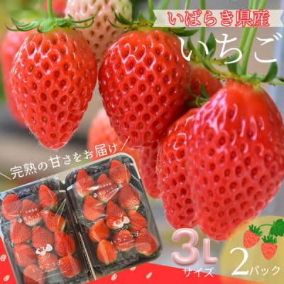 【茨城県産】菅谷いちご園の完熟いちご　3Lサイズ 11粒×2パック【配送不可地域：離島・北海道・沖縄県・中国・四国・九州】【1702187】