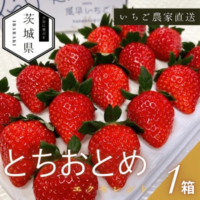 【2026年1月より順次発送予定】風早いちご園 とちおとめ エクセレント 1箱(12粒or15粒)【配送不可地域：離島・北海道・沖縄県】【1647799】