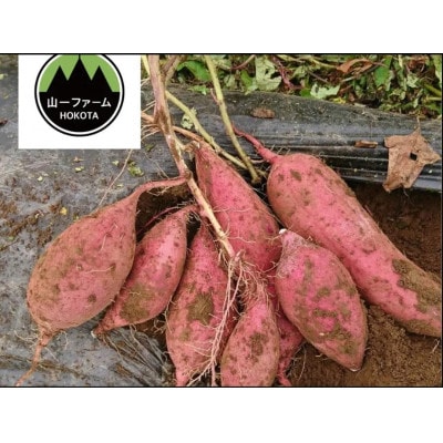 【12月より順次発送予定】山一ファーム 熟成貯蔵 さつまいも 5kg 紅はるか(S〜Lサイズ)【配送不可地域：離島・沖縄県】【1647853】