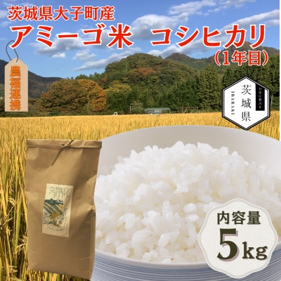 令和7年産新米 アミーゴ米5kg(コシヒカリ・天日干し米(1年目))栽培期間中農薬・化学肥料不使用【配送不可地域：離島・沖縄県】【1702221】
