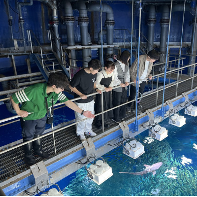 【ふるさと納税限定】アクアワールド茨城県大洗水族館　飼育員体験ツアー【配送不可地域：離島・沖縄県】【1486314】