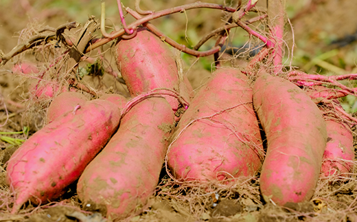 べにはるか平切り320g×3袋【配送不可地域：離島・沖縄県】【1590771】