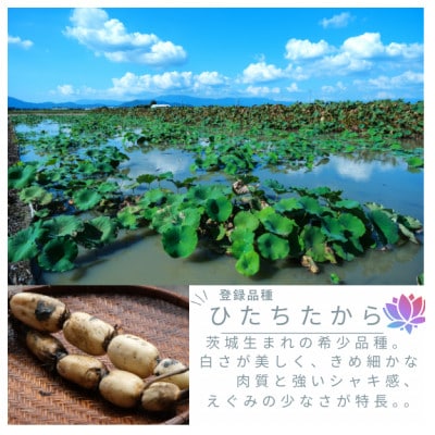 【茨城県産】掘りたて肉厚れんこん 計4kg【配送不可地域：離島】【1696247】