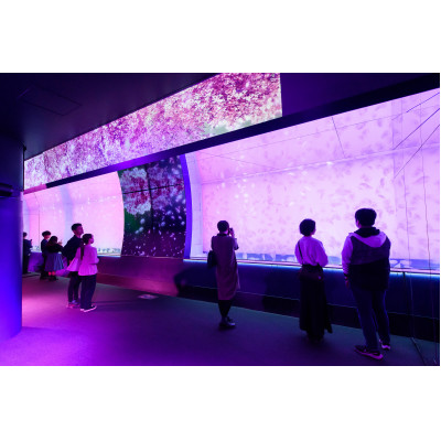 【ふるさと納税限定】アクアワールド茨城県大洗水族館　飼育員体験ツアー【配送不可地域：離島・沖縄県】【1486314】