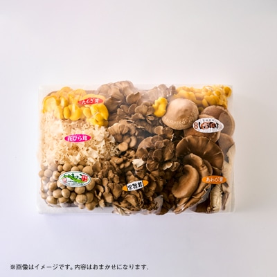 きのこの詰め合わせ　M(約1500g)【配送不可地域：離島・沖縄県】【1449115】