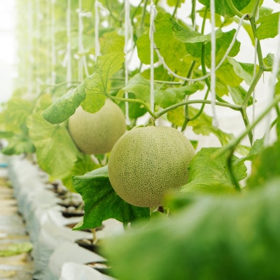 ãçç£éæ¥æ¬äžãèšåçç£ ã¢ãŒã«ã¹ã¡ãã³ãç¹ç§ã1çãé
éäžå¯å°åïŒé¢å³¶ã»æ²çžçãã1596627ã