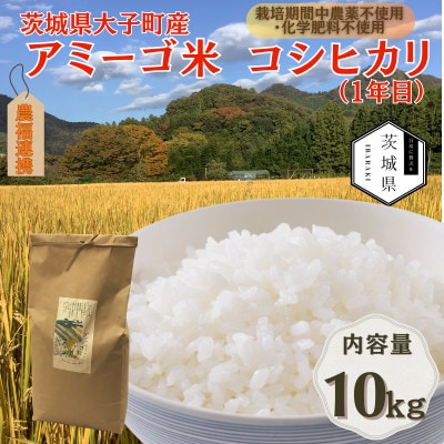 令和7年産新米 アミーゴ米10kg(コシヒカリ・天日干し米(1年目))栽培期間中農薬・化学肥料不使用【配送不可地域：離島・沖縄県】【1702222】