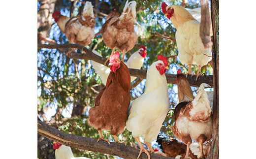 天馬夢のハッピーエッグ　30個【配送不可地域：離島・沖縄県】【1595015】