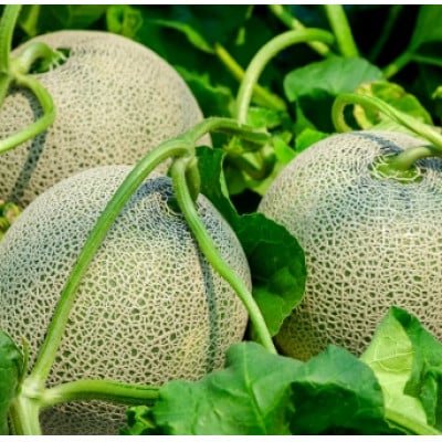 ã什å5幎 å質åªè¯è³åè³ãææ±ãã£ã·ãæ¥ã¡ãã³ èšåçç£ã¢ã³ãã¹ã¡ãã³ãç¹ç§ã1ç (1.5kg)ãé
éäžå¯å°åïŒé¢å³¶ã»æ²çžçãã1589029ã