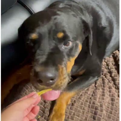 茨城県産ほしいもの未利用部分を使用した犬の無添加おやつ(フレークタイプ30g×4袋)【配送不可地域：離島・沖縄県】【1729690】