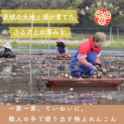 【茨城県産】掘りたて肉厚れんこん 計4kg【配送不可地域：離島】【1696247】