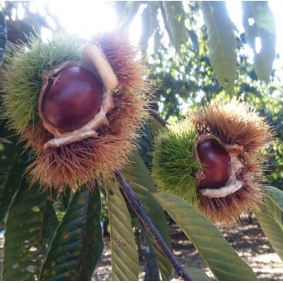 万羊羹飯沼MEIMEI 1箱(45g×3個入り)【配送不可地域：離島・沖縄県】【1631236】