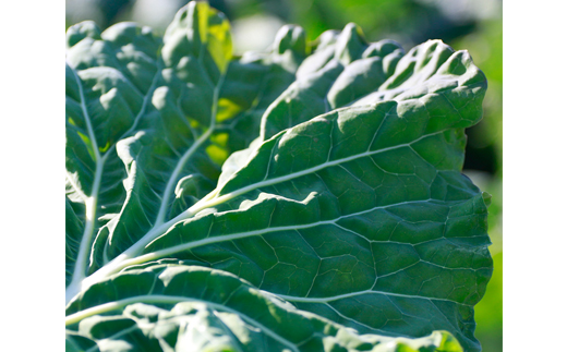 ãã«ãã¡ãŒã ã®å·åææ©éæ±çŸ èšåçç£ã±ãŒã«100% 100gÃ30è¢ ãé¢å³¶ã»æ²çžé
éäžå¯ããé
éäžå¯å°åïŒé¢å³¶ã»æ²çžçãã1443688ã