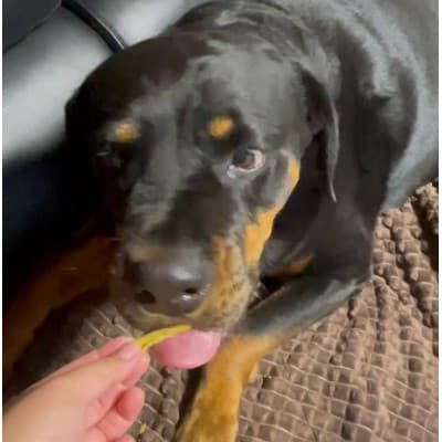 茨城県産ほしいもの未利用部分を使用した犬の無添加おやつ(フレークタイプ90g×2袋)【配送不可地域：離島・沖縄県】【1729692】