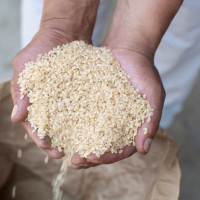 什å7å¹Žç£ èšåçç£ åžžéžç蟲家ãè²ãŠã ã³ã·ãã«ãª 粟米 10kgãé
éäžå¯å°åïŒé¢å³¶ã»æ²çžçãã1660512ã