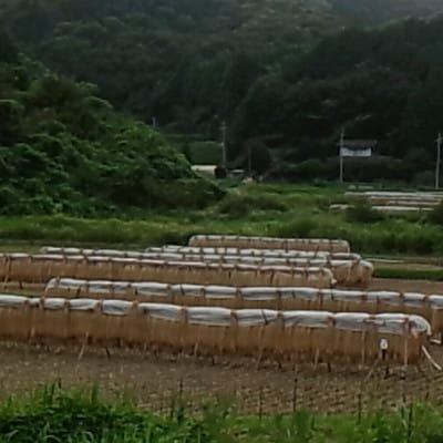 茨城県産 こしひかりミックス 精米 令和7年産　10kg×1袋【配送不可地域：離島・沖縄県】【1700773】