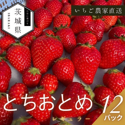 【2026年1月より順次発送予定】風早いちご園 とちおとめ レギュラー 250g×12パック【配送不可地域：離島・北海道・沖縄県】【1647795】