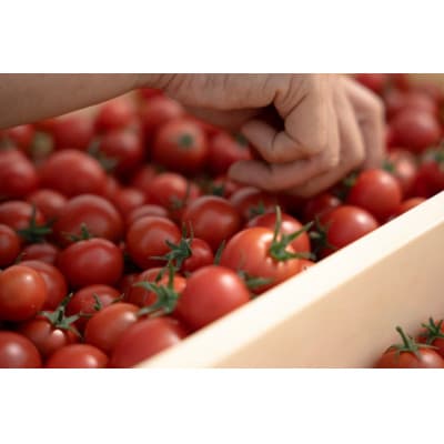 フルーツトマト1kg【配送不可地域：離島・沖縄県】【1706769】