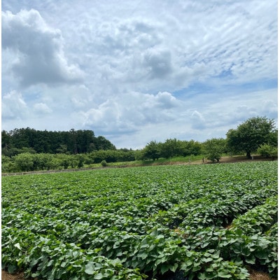 熟成蜜芋 ねっとり甘い 半熟スイートポテト120g×6個【配送不可地域：離島・沖縄県】【1618095】