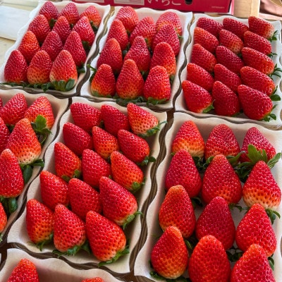 ç¹å¥æ œå¹èŸ²ç£ç© ãã°ãããã¹ 2ãã㯠èšåçãªãªãžãã«ãã©ã³ããã¡ããæå®ã®äŒ(濱éãã¡ãå)ããé
éäžå¯å°åïŒé¢å³¶ã»æ²çžçãã1710007ã