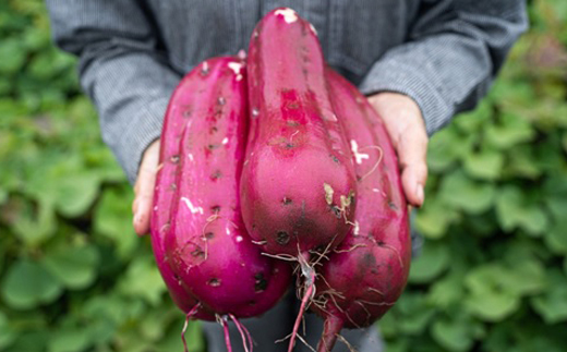 【紅はるか/お試し用】茨城県産干しいも150g×2袋　(簡単開閉できるチャック付)【配送不可地域：離島・沖縄県】【1489772】