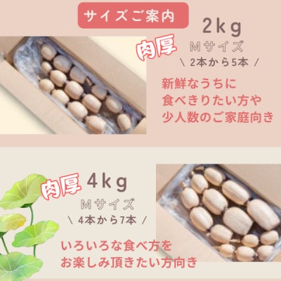 ãèšåçç£ãæãããŠãããã èš2kgãé
éäžå¯å°åïŒé¢å³¶ã»æ²çžçãã1696244ã