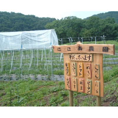 奇跡のハーブ ホーリーバジルティー【ティーパック10個入×2袋、急須用茶葉×2袋】計4袋【配送不可地域：離島・沖縄県】【1719301】