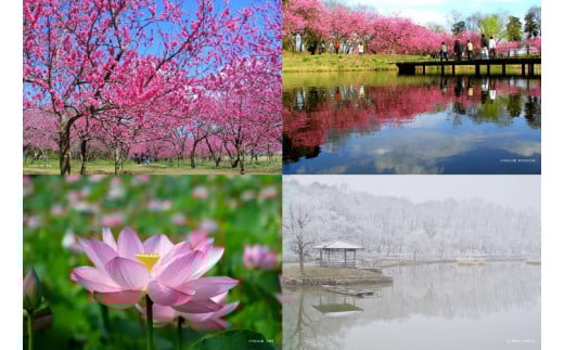 古河公方公園摘み さしま茶 オリジナルポストカード2枚付き ※着日指定可 | 古河総合公園 茶 緑茶 日本茶 グリーンティー 写真 オリジナル 茶摘み 茶畑 茶まつり 祭り 花桃 メリナ・メルクーリ 国際賞 大賀ハス 古民家 地域振興公社 山中製茶 公園 パーク 着日指定可 着日指定OK _DP20