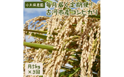 【令和7年産】毎月届く定期便！古河市産コシヒカリ5kg×3回【小久保農園】 | 米 こめ コメ 定期便 5キロ こしひかり コシヒカリ 古河市産 茨城県産 贈答 贈り物 プレゼント 茨城県 古河市 直送 農家直送 産地直送 送料無料 頒布会 分割配送 15kg _AS12
