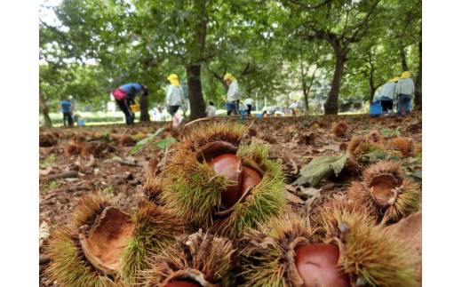 【数量・期間限定】低温熟成 追熟栗 2Kg 古河市産和栗 茨城産 ※離島への配送不可  ※2025年10月中旬頃より順次発送予定 |  栗 2キロ くり マロン 果物 木の実 きのみ おやつ スイーツ 国産 茨城県産 取り寄せ お取り寄せ 贈答 贈り物 プレゼント ギフト 期間限定 数量限定 茨城県 古河市 直送 農家直送 産地直送 送料無料 _BF15