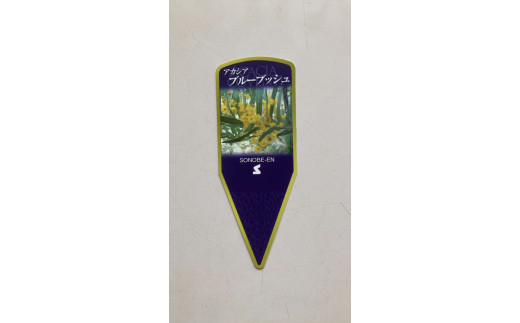 アカシア　ブルーブッシュ8号 ※離島への配送不可 | 観葉植物 植物 グリーン アカシアの木 ブルーブッシュ 室内 苗 鉢植え シンボルツリー ギフト 贈答 贈り物 プレゼント お中元 お歳暮 直送 農家直送 茨城県 古河市 送料無料 _BZ19