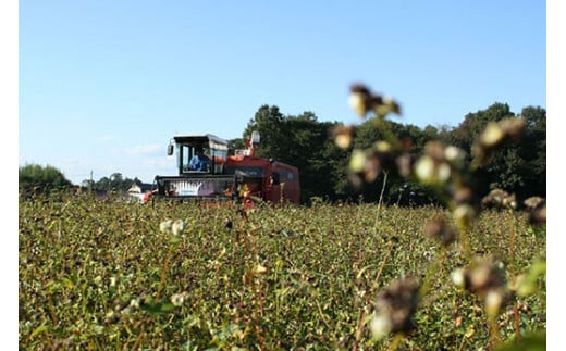 石臼製粉 常陸秋そば 山里風（挽きぐるみ）そば粉 1kg | そば粉 ソバ粉 蕎麦粉 そば ソバ 蕎麦 常陸そば 常陸秋そば 石臼製粉 取り寄せ お取り寄せ ギフト 贈答 贈り物 プレゼント 茨城県 古河市 直送 農家直送 産地直送 送料無料 _BI86
