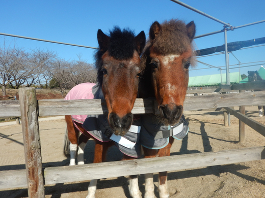 ポニーお世話体験＆オリジナルグッズ作り 1名分 | ネーブルパーク ポニー 厩務体験 体験 公園 子供 子ども 休日 夏休み 冬休み GW 贈り物 プレゼント 茨城県 古河市 送料無料 着日指定可 _DP96