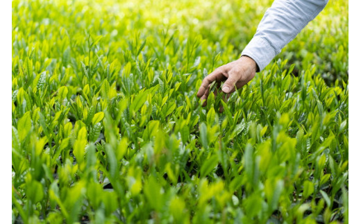 ã7幎é£ç¶1äœããå¹»ã®åçš®ãã嵿¥1839幎ãäŒçµ±ããè¶åãèŽãå¹»ã®è¶åçš®ãããã¿ãã®åçŽ
è¶ïŒç·è¶ã®ããããŸè¶æºå«è¶ã»ããã | ãè¶ 80ã°ã©ã è¶ ç·è¶ è¶è æ¥æ¬è¶ ç
è¶ ãããŸè¶ ç¿å³¶è¶ 飲ã¿ããã¹ é£²ã¿æ¯ã¹ è©°åã è©°ãåãã åãå¯ã ãåãå¯ã èè ã®ãã èŽç èŽãç© ãã¬ãŒã³ã ãäžå
ãæ³æ® èšåç 倿²³åž çŽé 蟲家çŽé ç£å°çŽé éæç¡æ _BM11