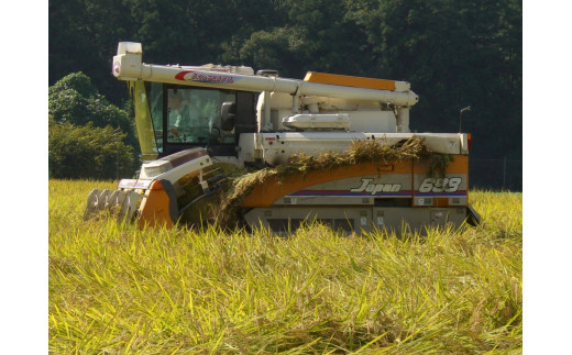 【令和7年産】古河市産 コシヒカリ10kg【小久保農園】  | 米 茨城県 こめ コメ 白米 ご飯 単一米 国産 古河市 茨城県産 定番 おいしい ギフト 贈答 贈り物 プレゼント お祝 ご褒美 記念日 景品 _AS02