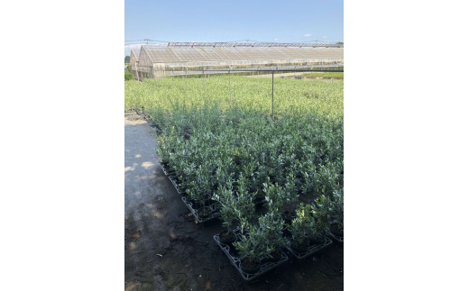 おすすめオリーブ6号 ※離島への配送不可 | 観葉植物 植物 グリーン オリーブの木 室内 苗 鉢植え シンボルツリー ギフト 贈答 贈り物 プレゼント お中元 お歳暮 直送 農家直送 茨城県 古河市 送料無料 _BZ05