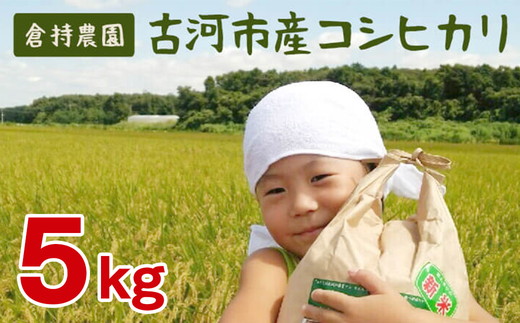 【令和7年産】古河市産　コシヒカリ5kg【倉持農園】 | 米 こめ コメ こしひかり コシヒカリ 5キロ 古河市産 茨城県産 贈答 贈り物 プレゼント 茨城県 古河市 直送 農家直送 産地直送 送料無料 _AN03 ※2025年11月上旬頃より順次発送予定