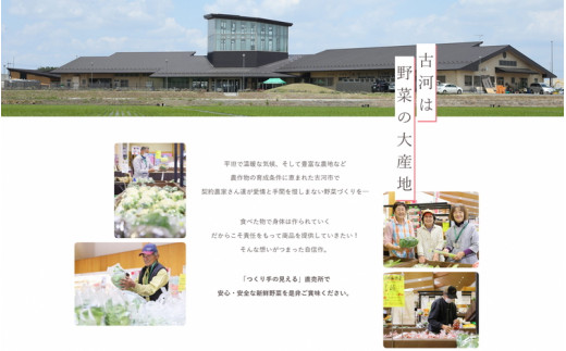 【定期便3か月】道の駅まくらがの里古河　季節の新鮮野菜おまかせBセット ※北海道・沖縄・離島への配送不可 | 野菜 おいしい 産地直送 新鮮 詰め合わせ 定期便 便利 簡単 手軽 やさい ヤサイ 茨城県 古河市 お楽しみ 野菜定期便 セット_BQ06
