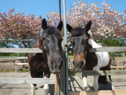 ポニーお世話体験＆オリジナルグッズ作り 1名分 | ネーブルパーク ポニー 厩務体験 体験 公園 子供 子ども 休日 夏休み 冬休み GW 贈り物 プレゼント 茨城県 古河市 送料無料 着日指定可 _DP96