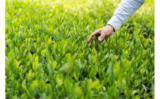 ã嵿¥1839幎ãç
è¶ ã¯ãã¿ã©ãïŒã»ãããïŒããã¿ã©ã ã¹ã¿ã³ãããã¯40g 3çš®ã»ãã | ãè¶ 120ã°ã©ã è¶ ç·è¶ è¶è æ¥æ¬è¶ ç
è¶ ãããŸè¶ ç¿å³¶è¶ 飲ã¿ããã¹ é£²ã¿æ¯ã¹ è©°åã è©°ãåãã åãå¯ã ãåãå¯ã èè ã®ãã èŽç èŽãç© ãã¬ãŒã³ã ãäžå
ãæ³æ® èšåç 倿²³åž çŽé 蟲家çŽé ç£å°çŽé éæç¡æ _BM10