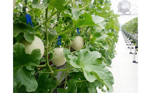 【先行予約】イバラキング メロン 1玉｜メロン ブランド 果物 フルーツ 坂東太郎 期間限定 季節物 高級 美味しい 甘い 緑色 茨城県 古河市_CB23 ※北海道・沖縄・離島への配送不可 ※2026年7月上旬頃より順次発送予定