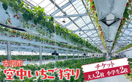 古河市 空中いちご狩り チケット 大人2枚 小学生2枚 ｜ いちご イチゴ 苺 いちご狩り 白いちご 食べ放題 ※2025年4月下旬頃より順次発送予定 _FV03