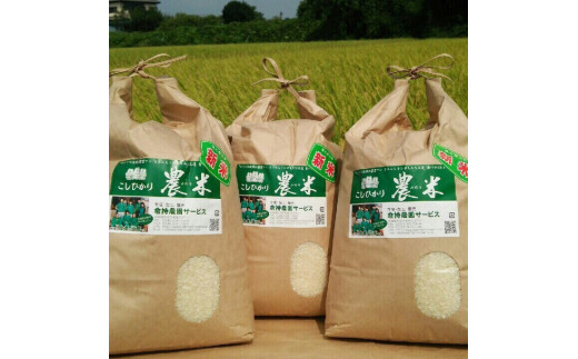 【令和7年産】【新米】古河市産　コシヒカリ5kg【倉持農園】 | 米 こめ コメ こしひかり コシヒカリ 5キロ 古河市産 茨城県産 贈答 贈り物 プレゼント 茨城県 古河市 直送 農家直送 産地直送 送料無料 _AN03 ※2025年11月上旬頃より順次発送予定