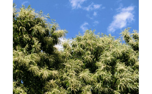 【数量・期間限定】低温熟成 追熟がんね栗 1.8Kg 古河市産和栗 ※離島への配送不可  ※2025年10月中旬頃より順次発送予定 | 栗 1.8キロ くり マロン 果物 木の実 きのみ おやつ スイーツ 国産 茨城県産 取り寄せ お取り寄せ 贈答 贈り物 プレゼント ギフト 期間限定 数量限定 茨城県 古河市 直送 農家直送 産地直送 送料無料 _BF16