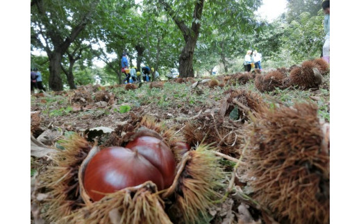 【数量・期間限定】低温熟成 追熟がんね栗 1.8Kg 古河市産和栗 ※離島への配送不可  ※2025年10月中旬頃より順次発送予定 | 栗 1.8キロ くり マロン 果物 木の実 きのみ おやつ スイーツ 国産 茨城県産 取り寄せ お取り寄せ 贈答 贈り物 プレゼント ギフト 期間限定 数量限定 茨城県 古河市 直送 農家直送 産地直送 送料無料 _BF16