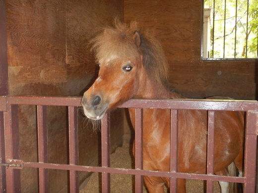 ポニーお世話体験＆オリジナルグッズ作り 1名分 | ネーブルパーク ポニー 厩務体験 体験 公園 子供 子ども 休日 夏休み 冬休み GW 贈り物 プレゼント 茨城県 古河市 送料無料 着日指定可 _DP96