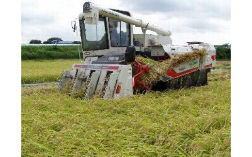 【令和7年産】【新米】古河市産 コシヒカリ15kg【倉持農園】 | 米 こめ コメ こしひかり コシヒカリ 15キロ 古河市産 茨城県産 贈答 贈り物 プレゼント 茨城県 古河市 直送 農家直送 産地直送 送料無料 _AN02 ※2025年11月上旬頃より順次発送予定